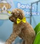 banhos_e_tosquias_agroshopp0018
